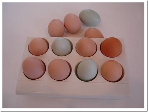 trazabilidad-huevos trazabilidad-huevos