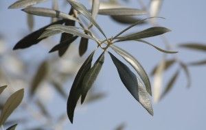 Denominación de Origen