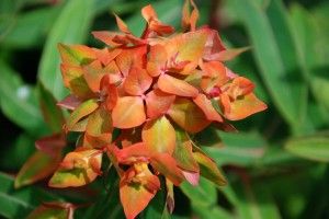 Responsabilidad Social