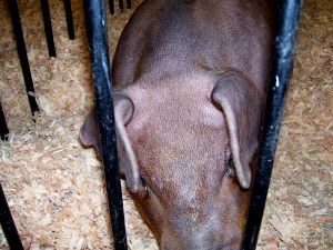 Norma de Calidad para la carne, el jamón, la paleta y la caña de lomos ibéricos