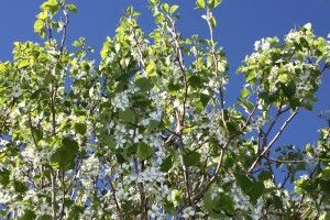 Sistema de Gestión de la Calidad