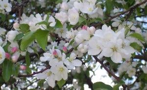 Industrias Alimentarias