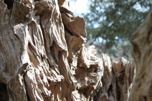 Denominación de Origen